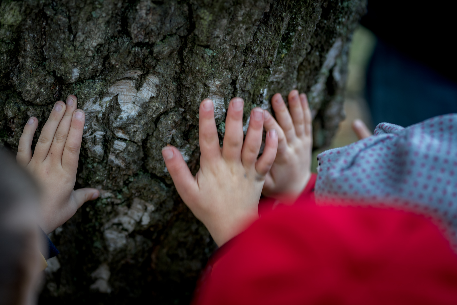 Découverte des arbres par leurs écorces ( les 5 sens)